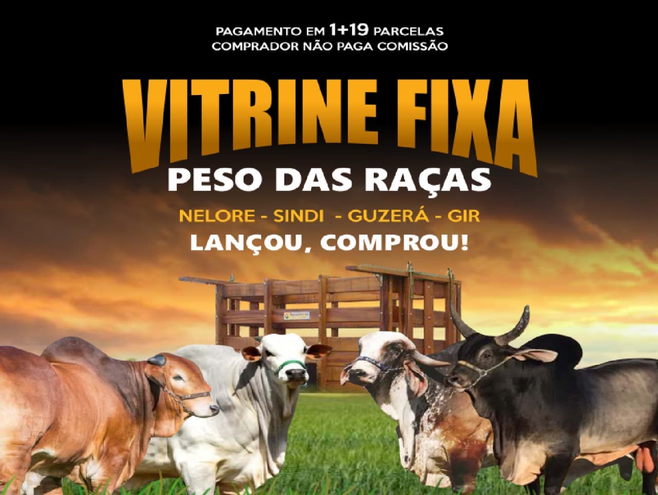 VITRINE FIXA PESO DAS RAÇAS