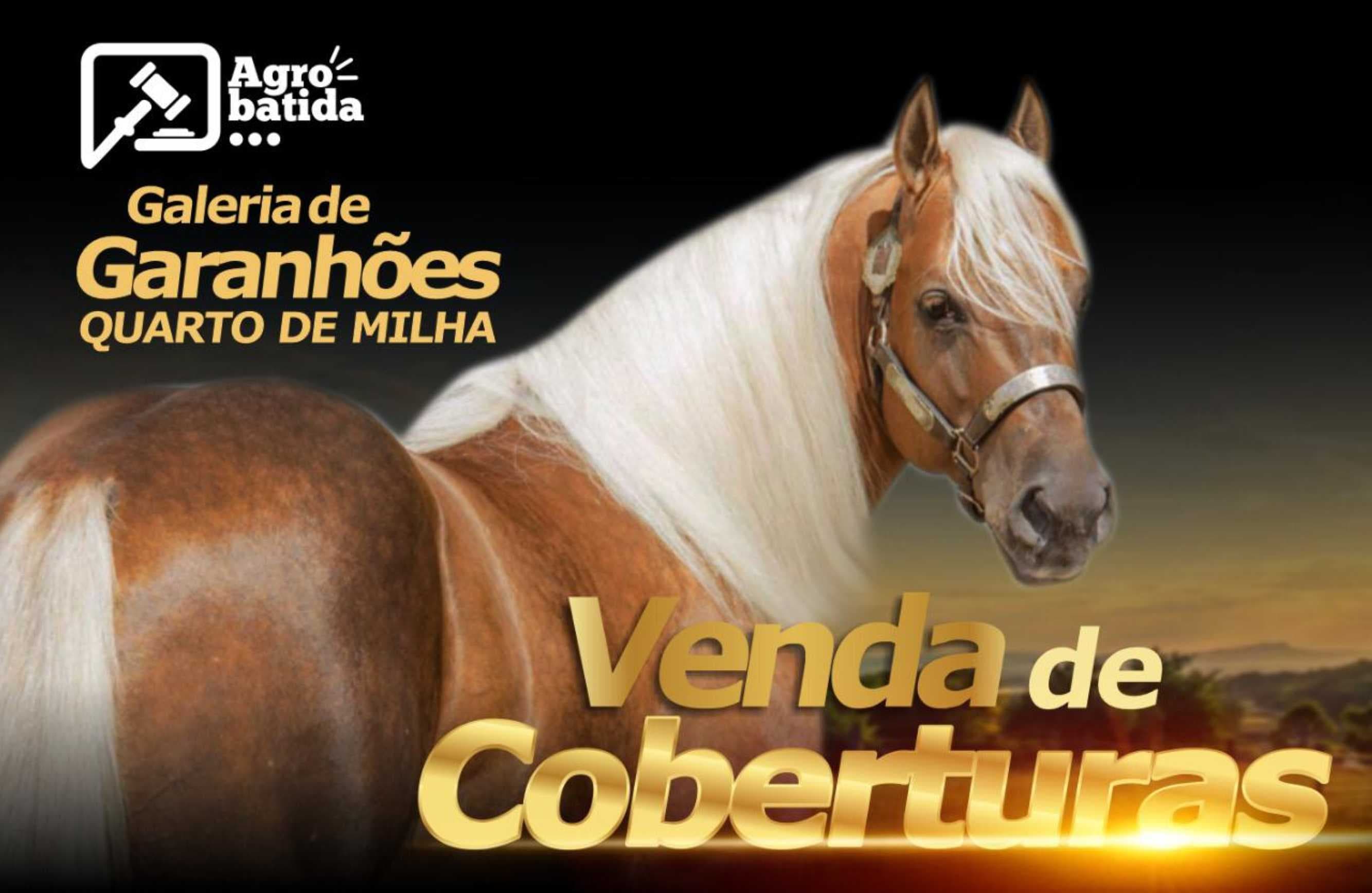 GALERIA DE GARANHÕES QUARTO DE MILHA